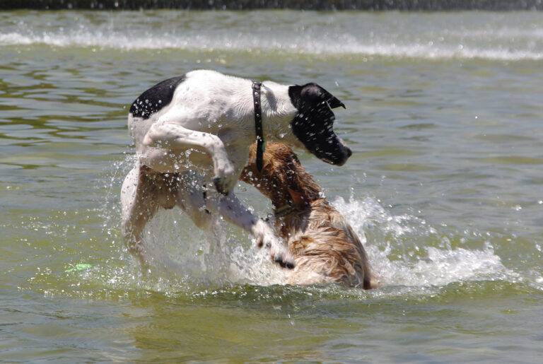 CUIDO DE PERROS EN ORLANDO