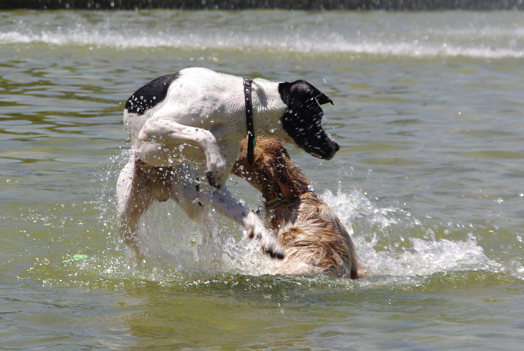 CUIDO DE PERROS EN ORLANDO