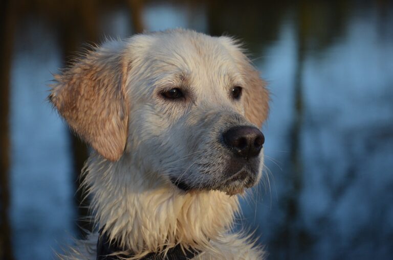 VENTA DE PERROS EN ORLANDO FLORIDA