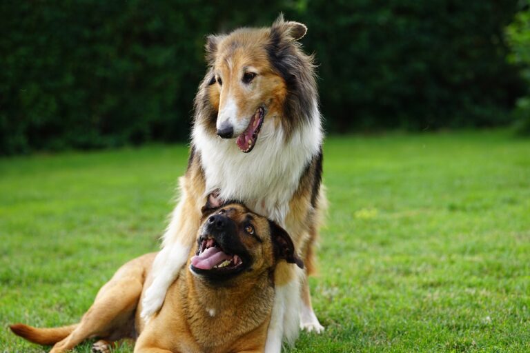 CUIDADO DE PERROS EN ORLANDO FLORIDA