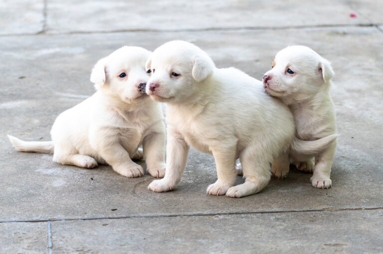 VENTA DE CACHORROS EN ORLANDO FLORIDA
