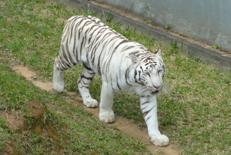 ZOOLOGICO EN ORLANDO FL