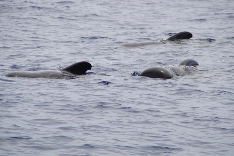 SHOW DE BALLENAS EN ORLANDO
