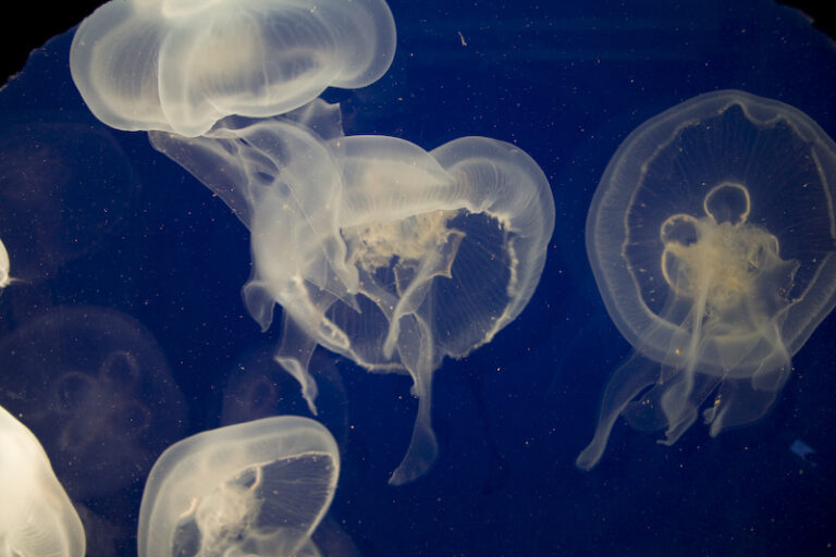 ACUARIO EN ORLANDO FL
