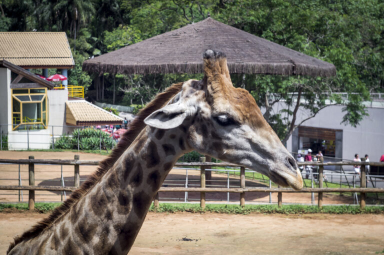ZOOLÓGICO EN ORLANDO EN CARRO