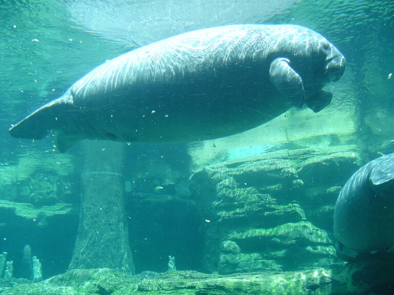 NADAR CON MANATIES EN ORLANDO