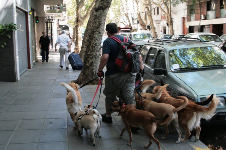 HOTELES PARA PERROS EN ORLANDO